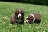 BORDER COLLIE 1314